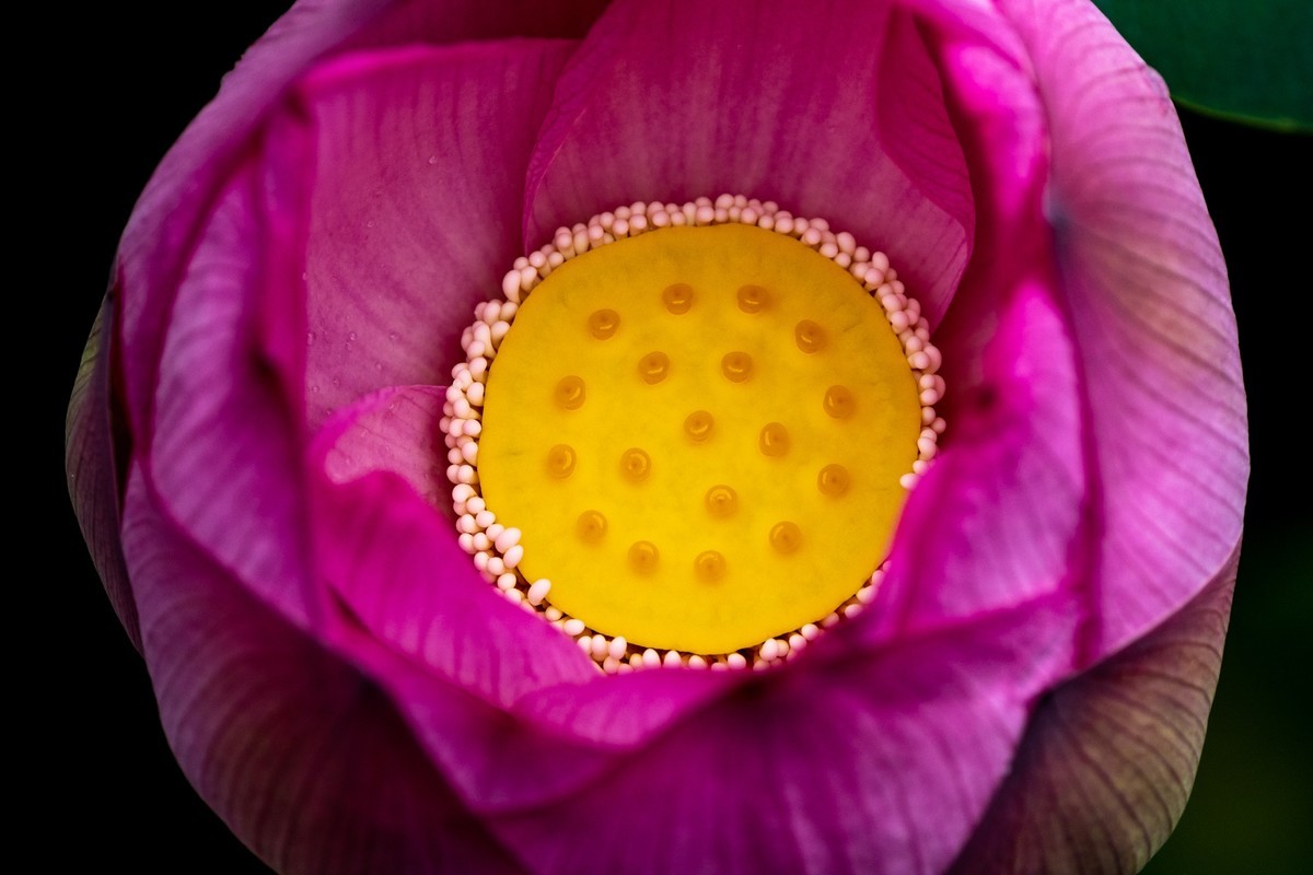 雨后荷塘（10）