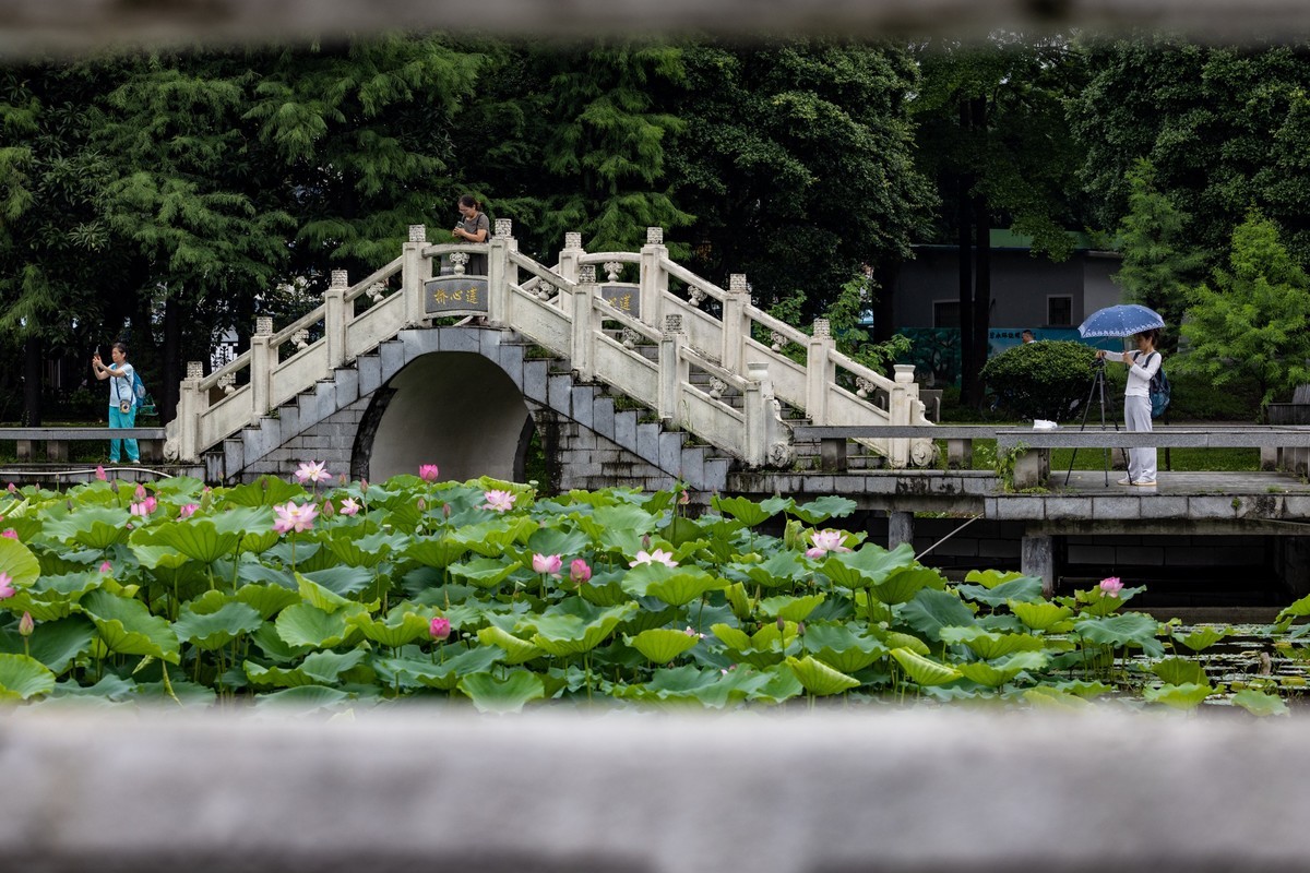 雨后荷塘（10）
