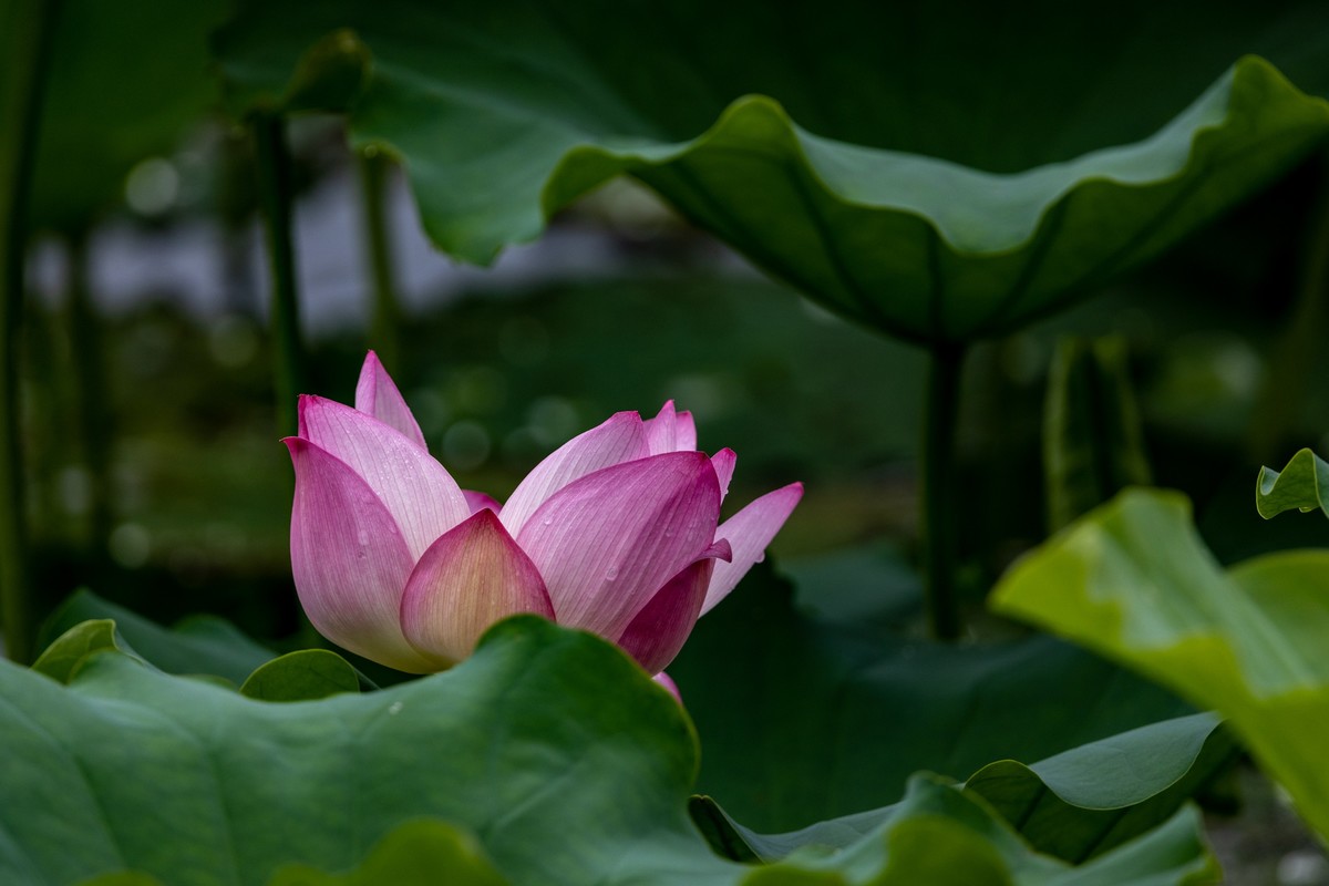 雨后荷塘（10）