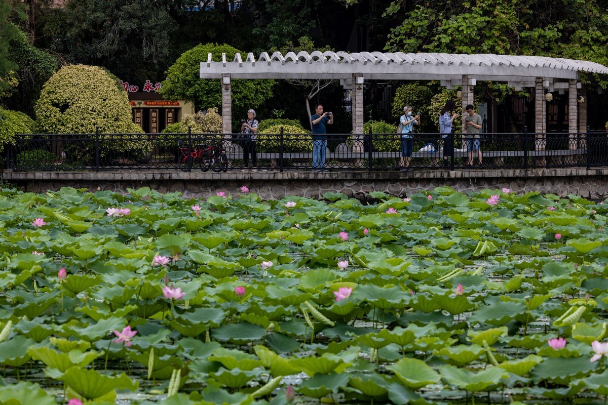 雨后荷塘（10）