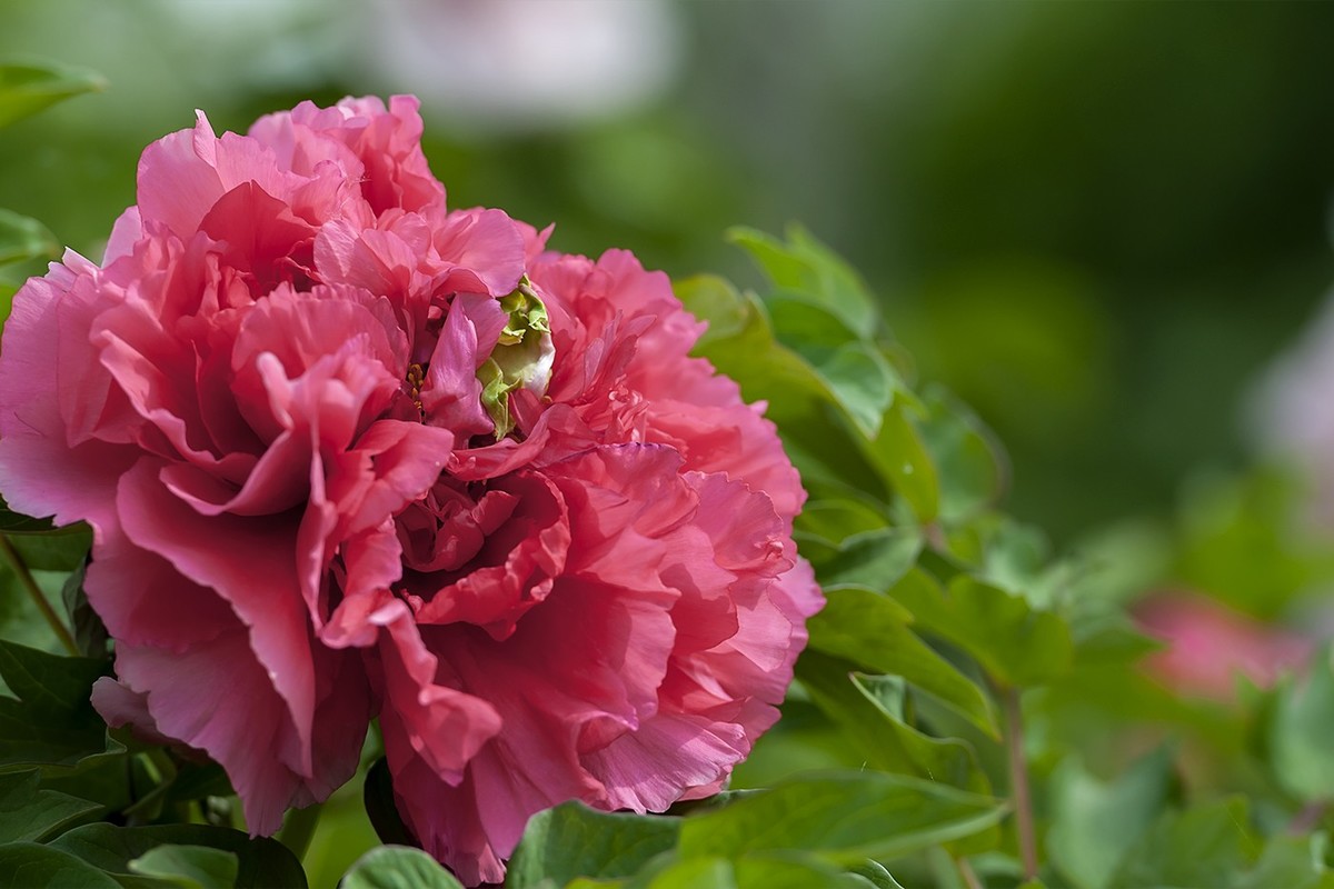 花开富贵-泉城公园2