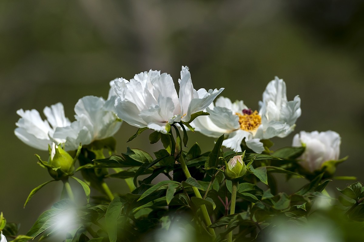 花开富贵-泉城公园2