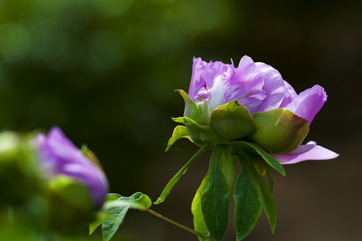 花开富贵-泉城公园2