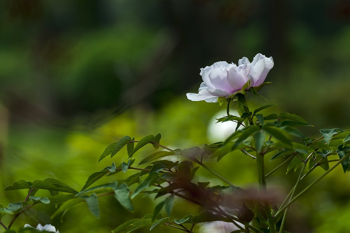 花开富贵-泉城公园2