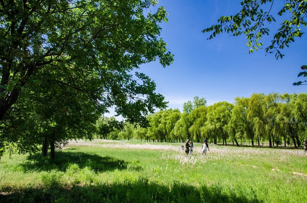 微山湖红荷湿地