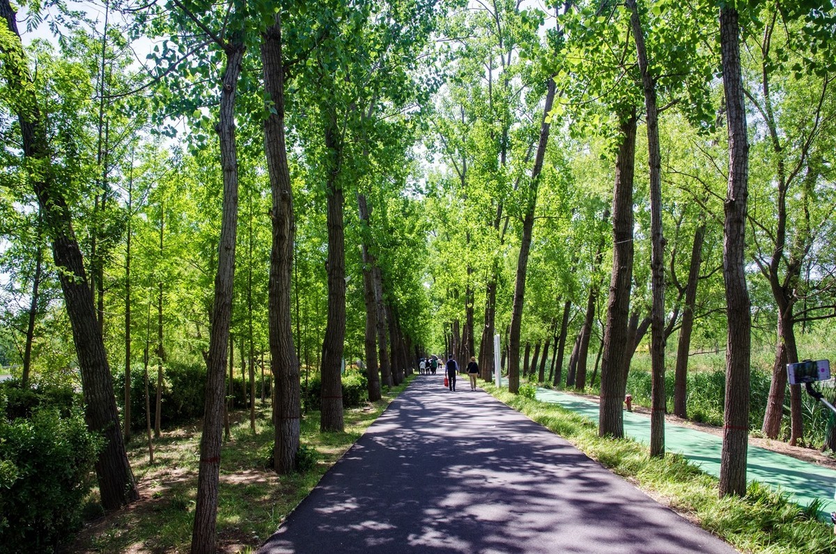 微山湖红荷湿地