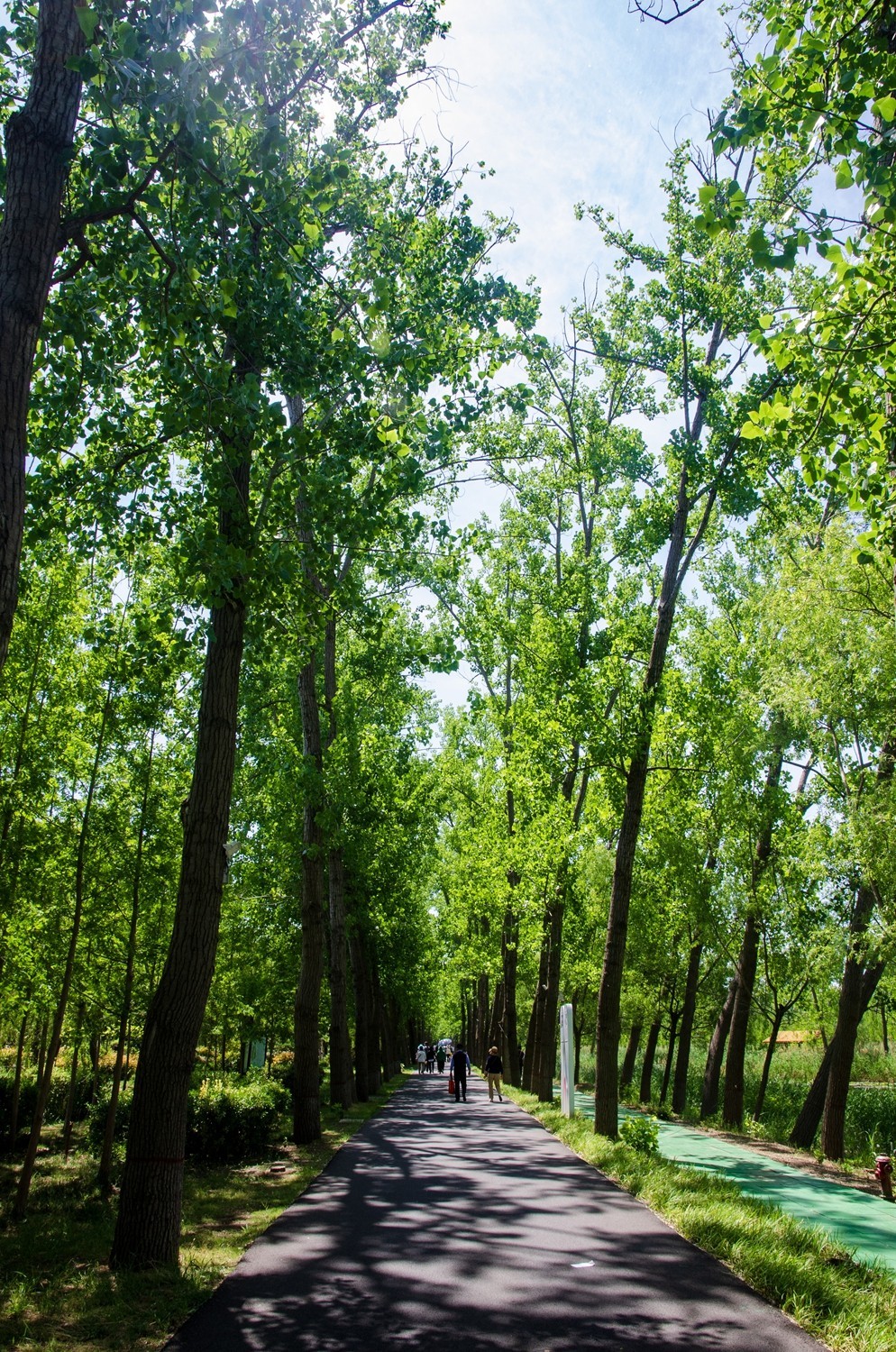 微山湖红荷湿地