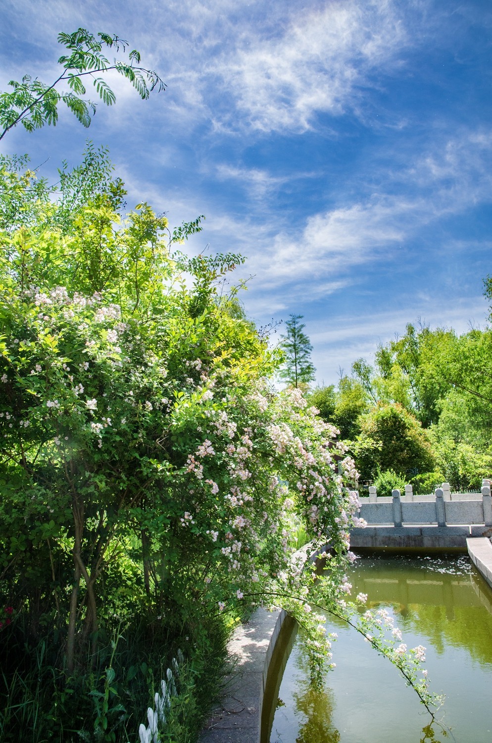 微山湖红荷湿地