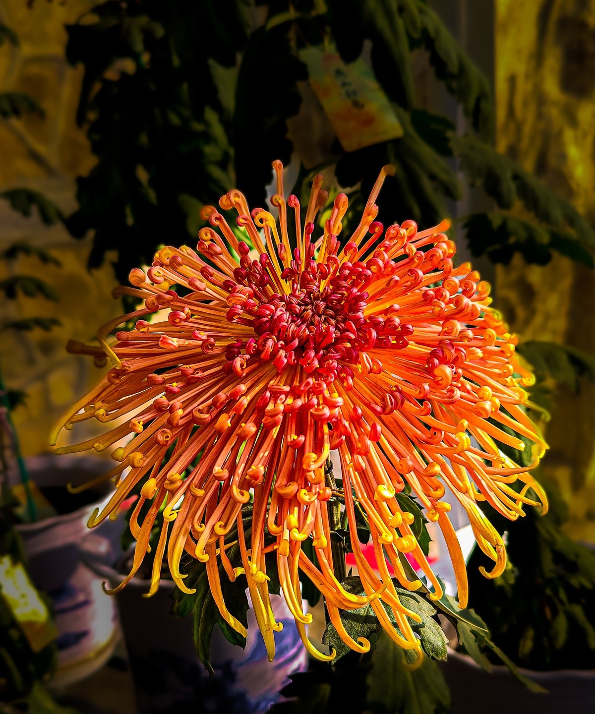 手机游拍20241112 《62》