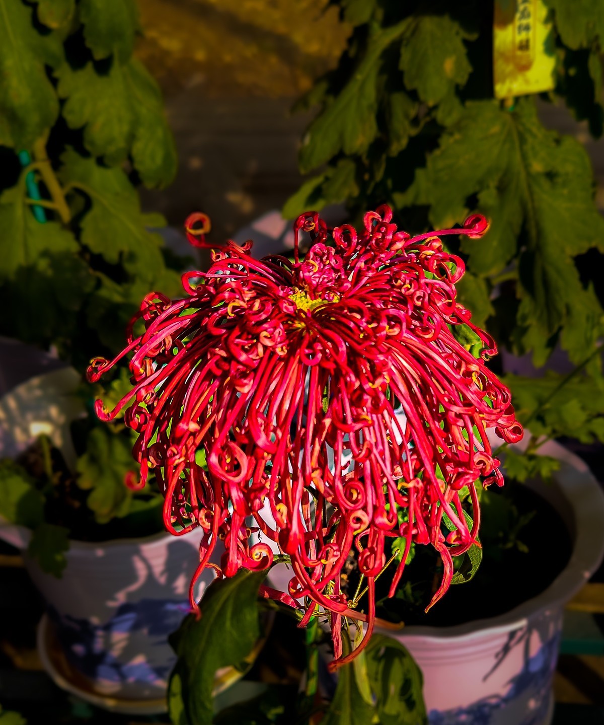 手机游拍20241112 《62》