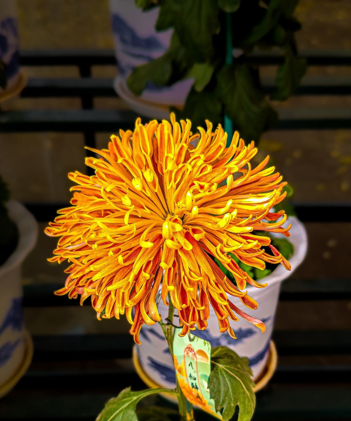 手机游拍20241112 《62》