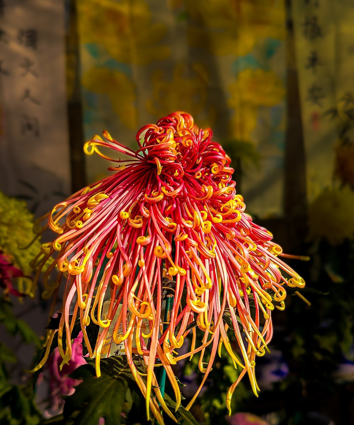 手机游拍20241112 《62》