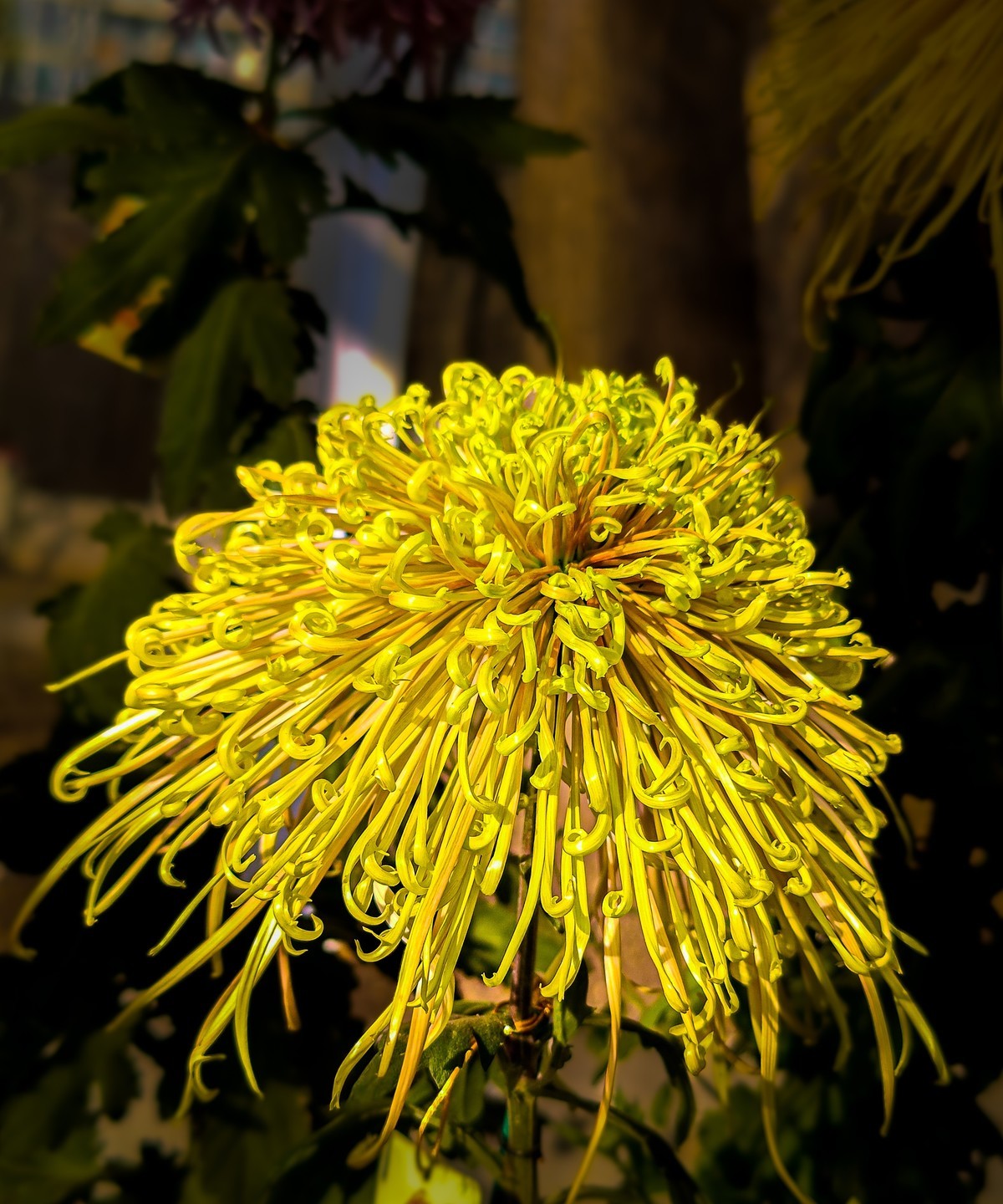 手机游拍20241112 《62》