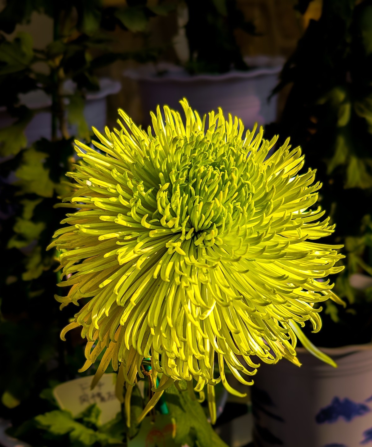 手机游拍20241112 《62》