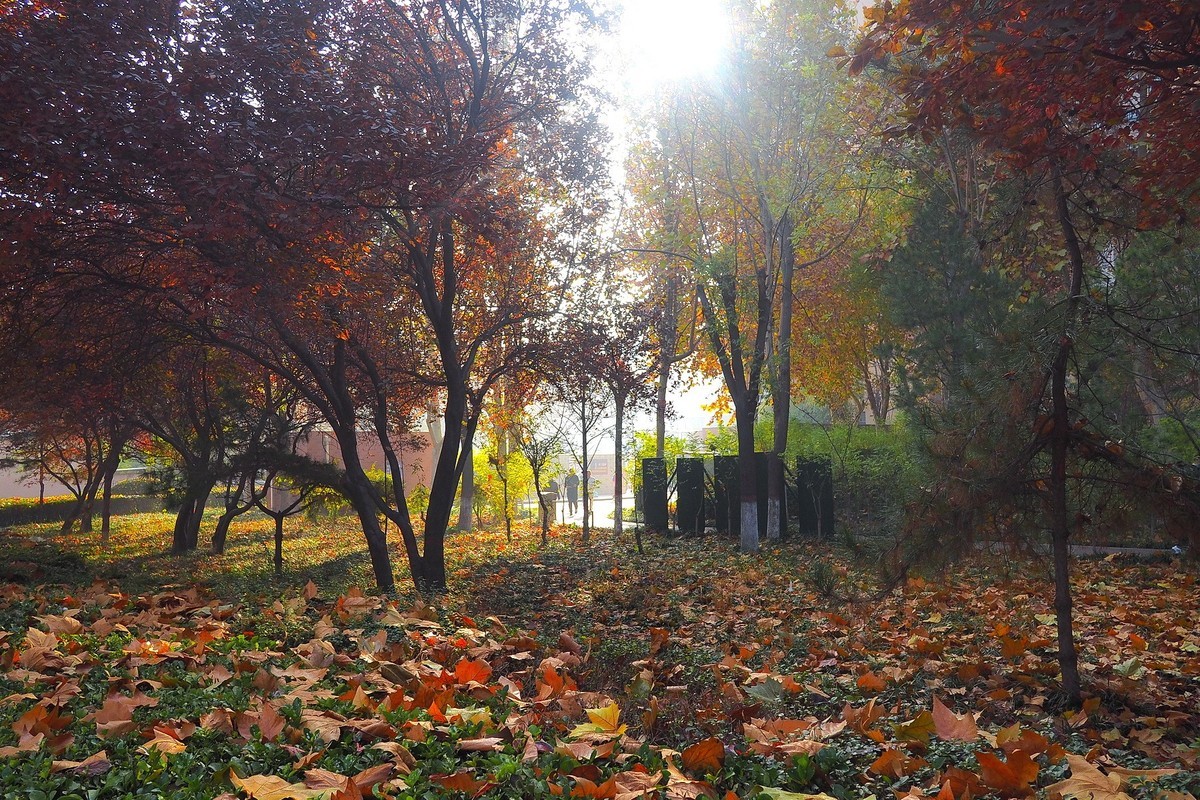 深秋里的薇波公园