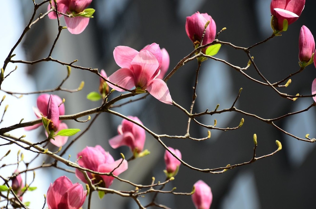 花卉系列【3300】