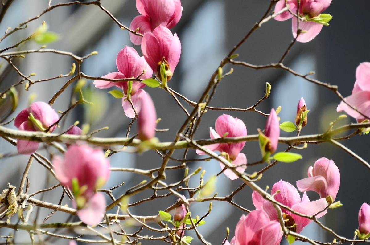 花卉系列【3300】