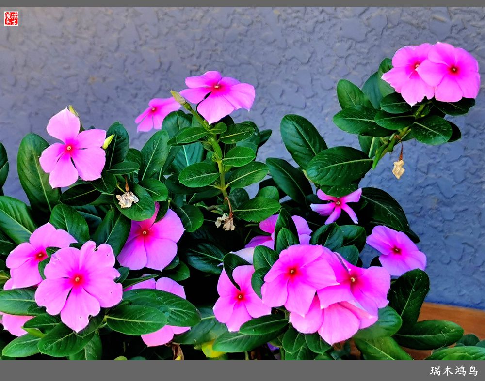 【2022之花季】37.感受日日春天的四季梅