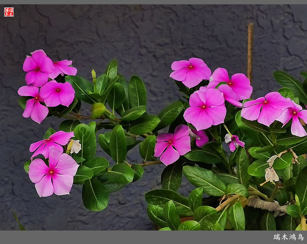 【2022之花季】37.感受日日春天的四季梅