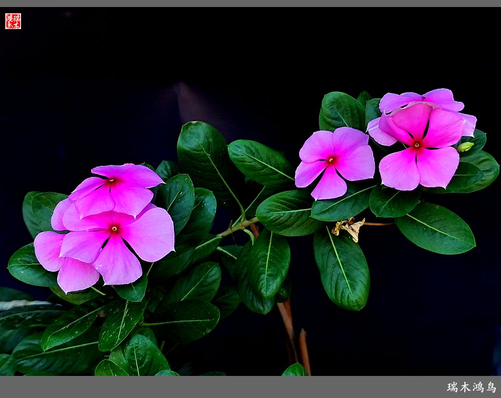 【2022之花季】37.感受日日春天的四季梅