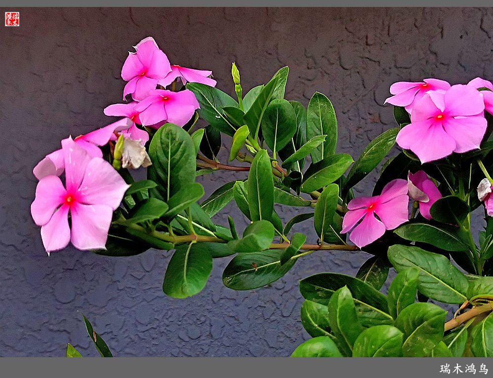 【2022之花季】37.感受日日春天的四季梅