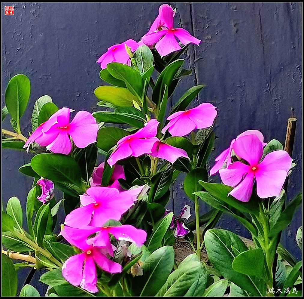 【2022之花季】37.感受日日春天的四季梅