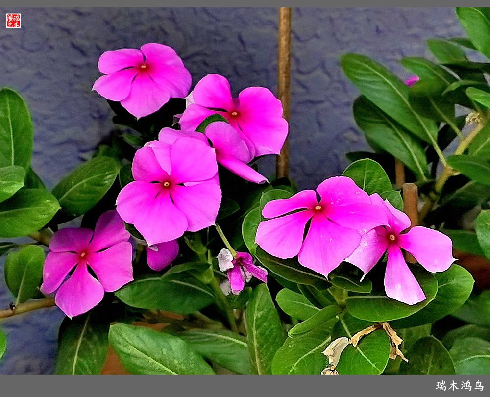 【2022之花季】37.感受日日春天的四季梅