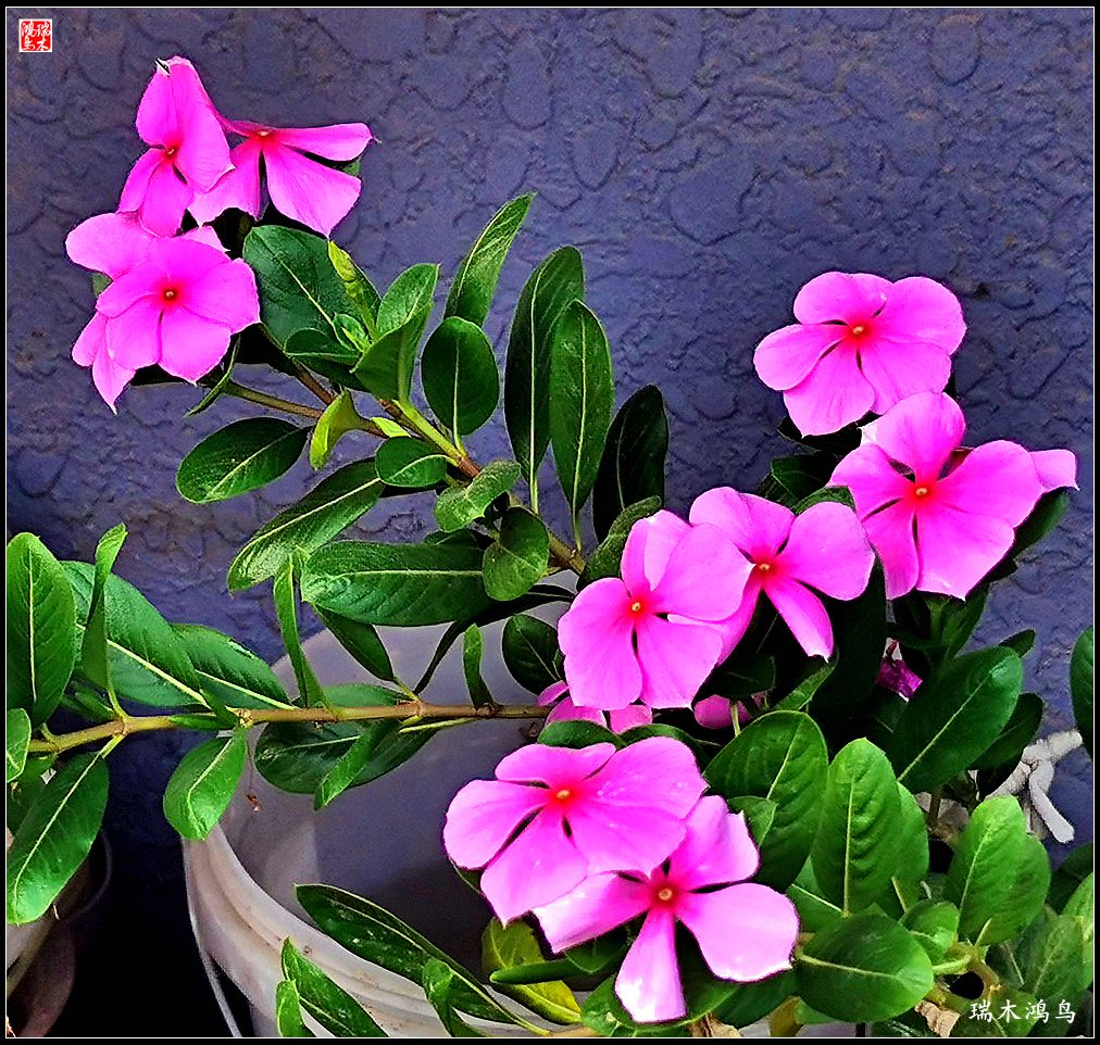 【2022之花季】37.感受日日春天的四季梅