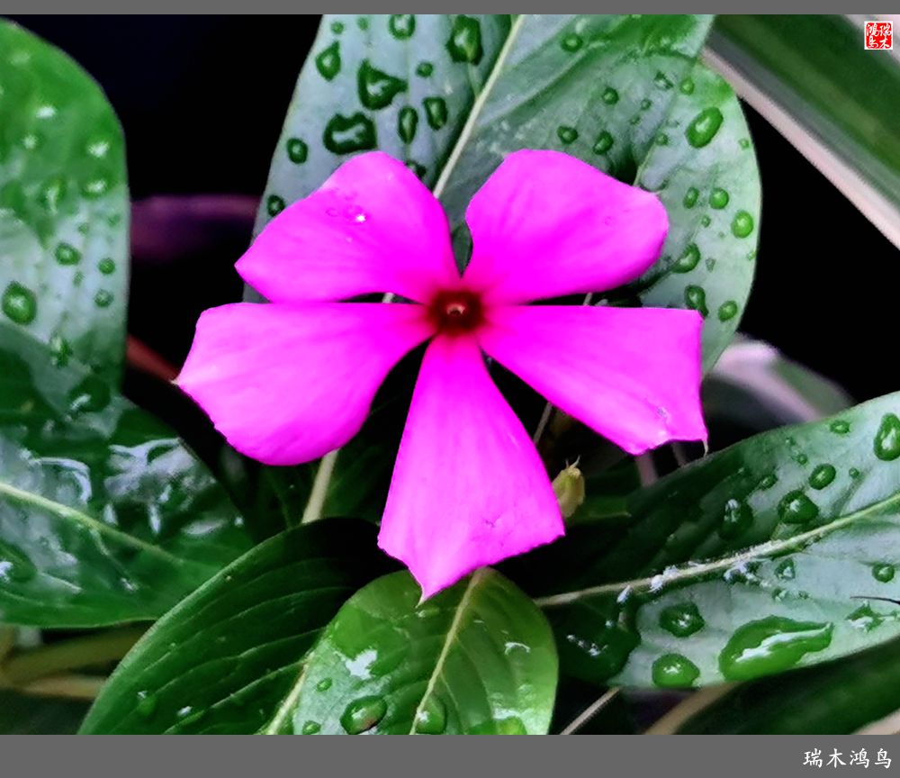 【2022之花季】37.感受日日春天的四季梅