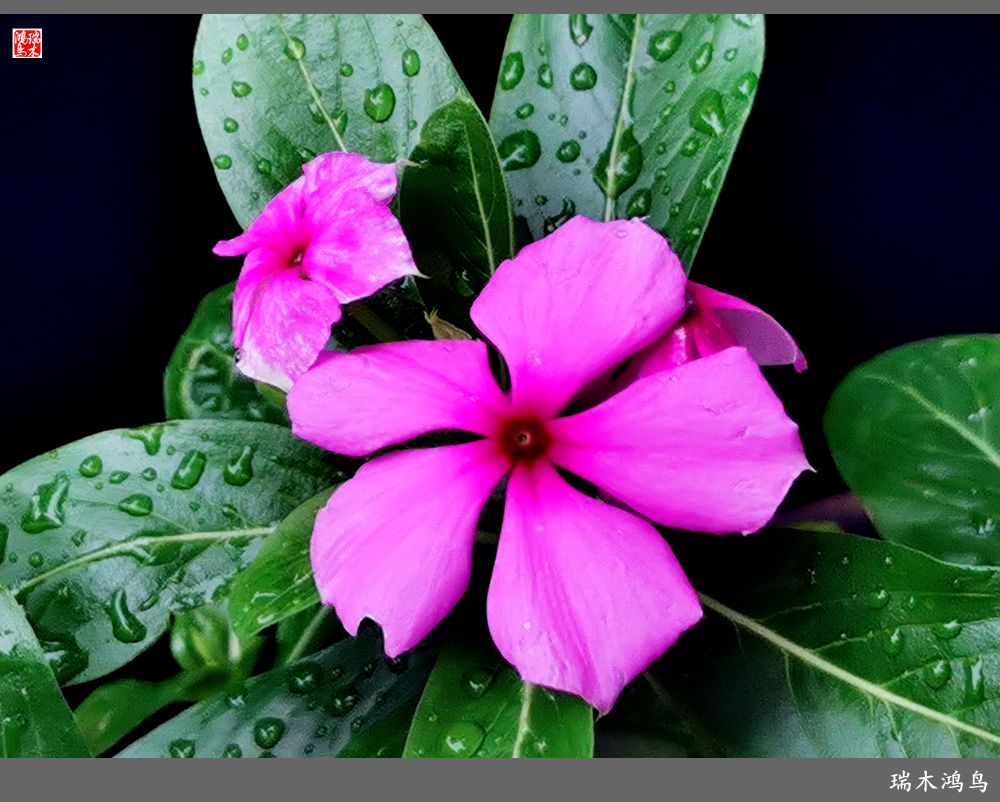 【2022之花季】37.感受日日春天的四季梅