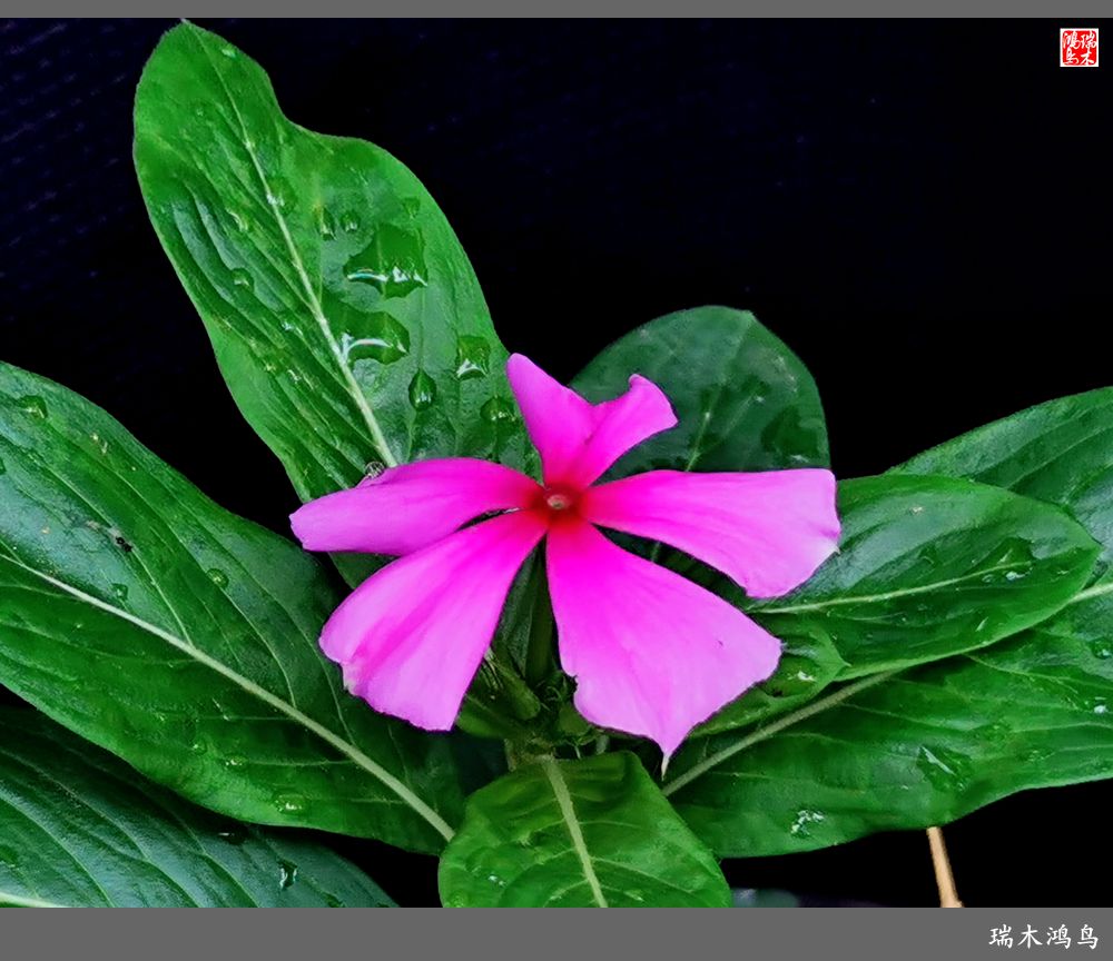 【2022之花季】37.感受日日春天的四季梅