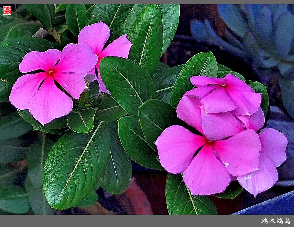 【2022之花季】37.感受日日春天的四季梅