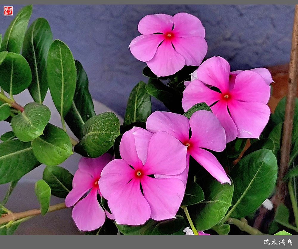 【2022之花季】37.感受日日春天的四季梅