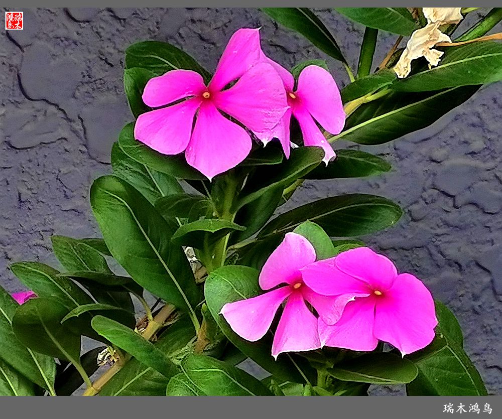 【2022之花季】37.感受日日春天的四季梅