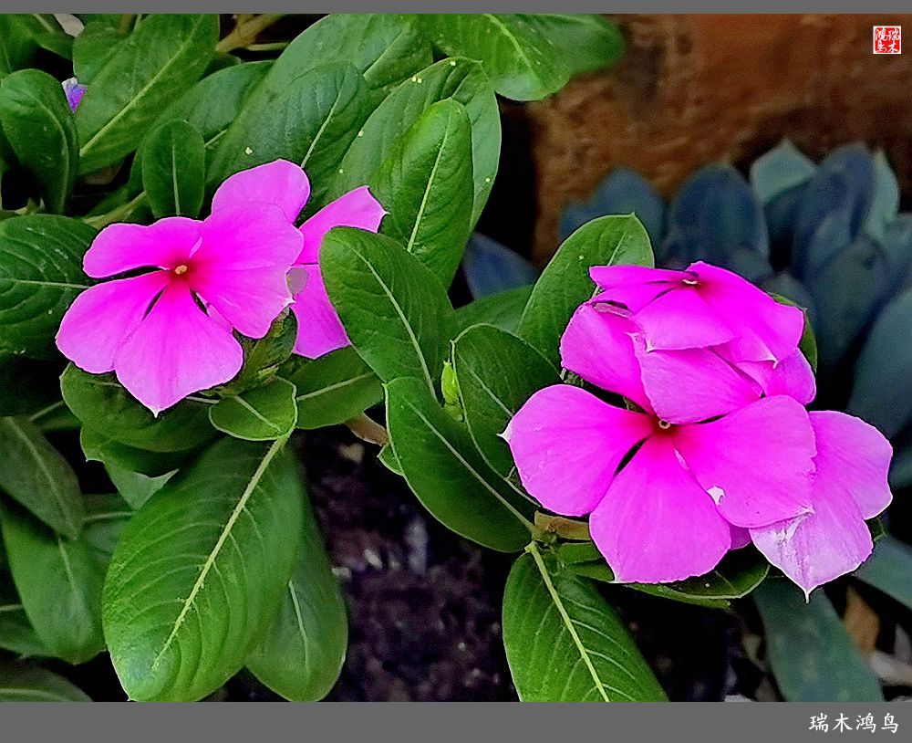 【2022之花季】37.感受日日春天的四季梅