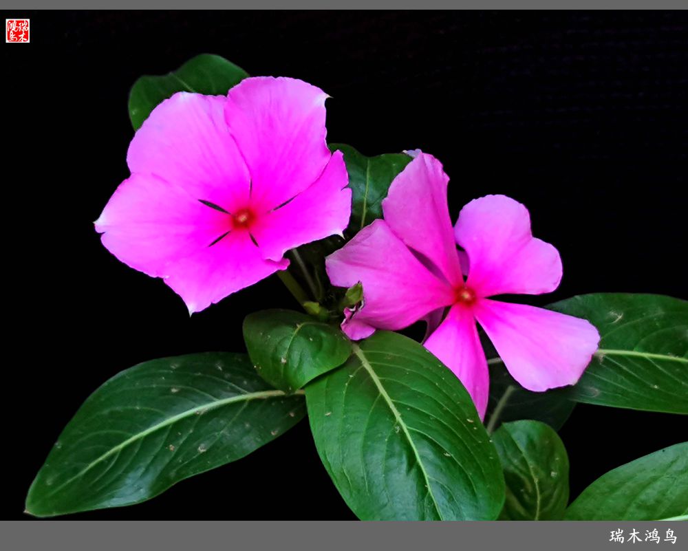 【2022之花季】37.感受日日春天的四季梅