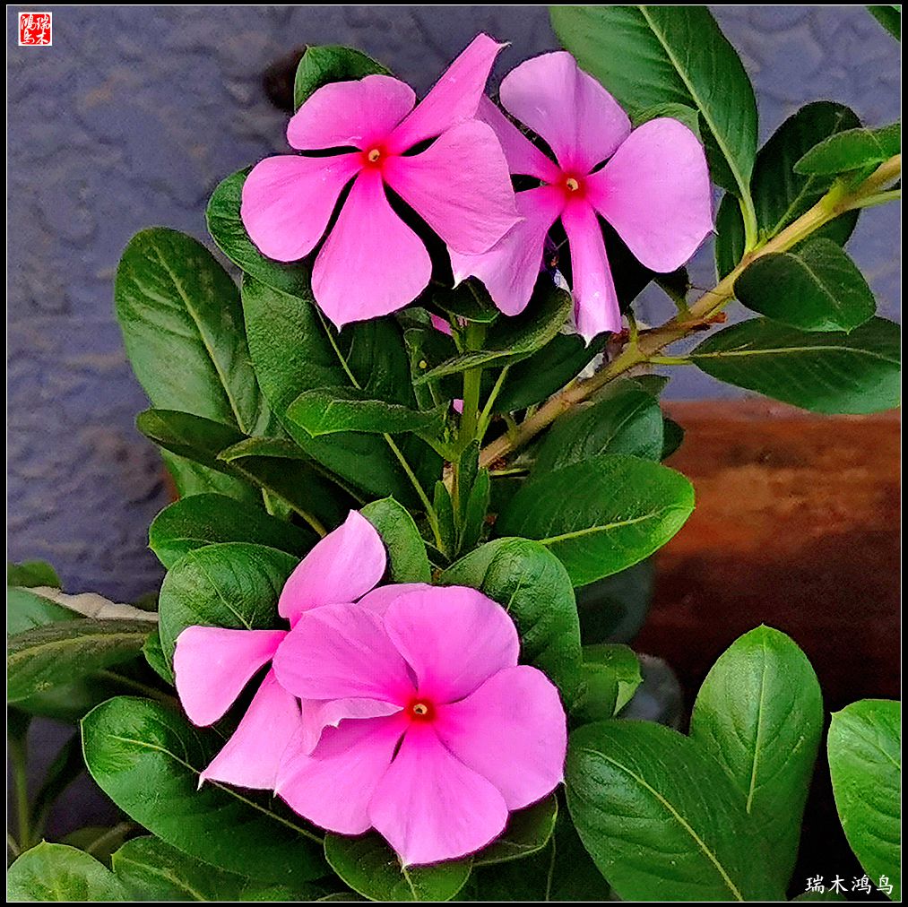 【2022之花季】37.感受日日春天的四季梅