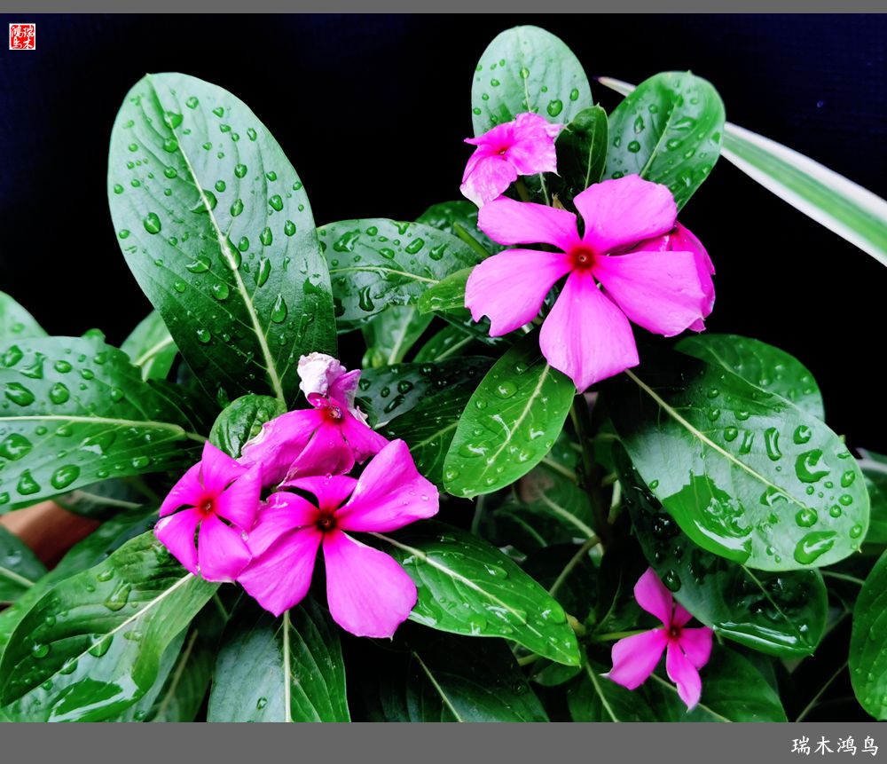 【2022之花季】37.感受日日春天的四季梅