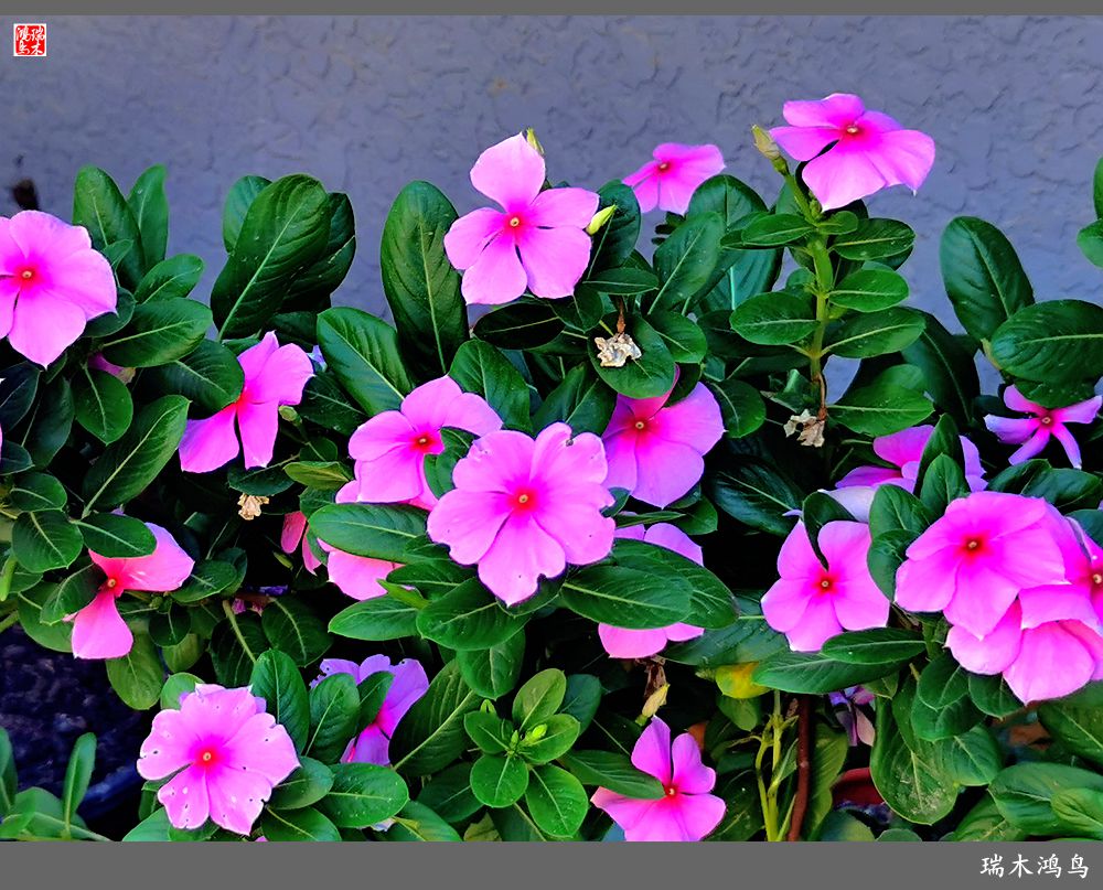 【2022之花季】37.感受日日春天的四季梅