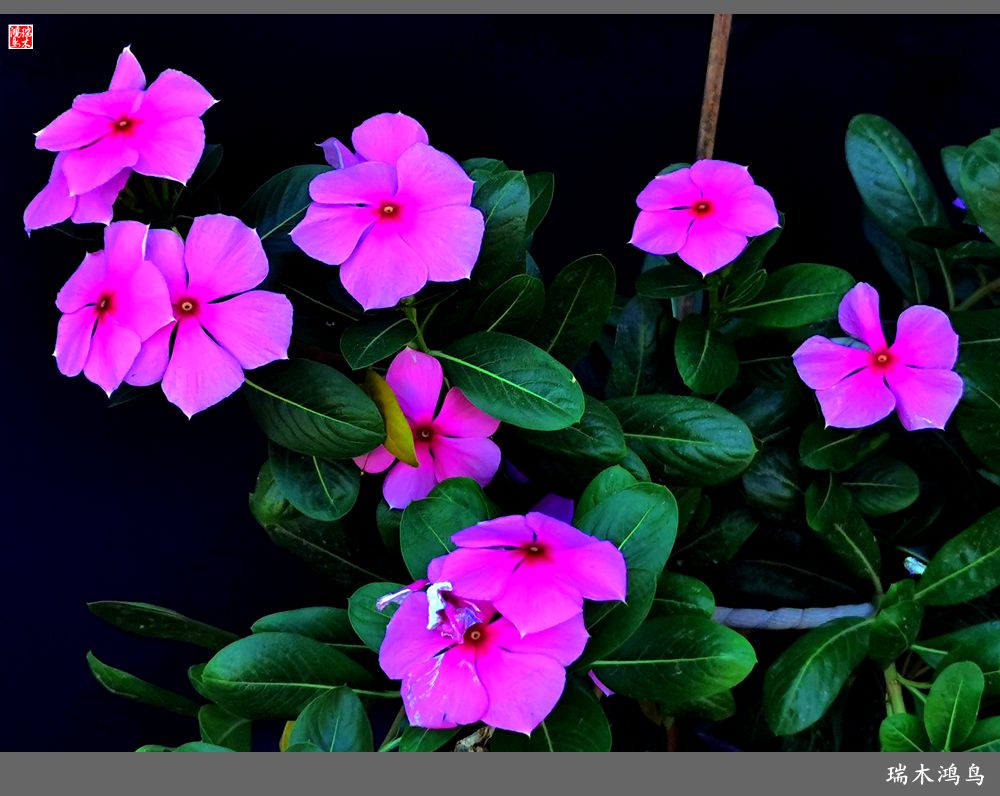 【2022之花季】37.感受日日春天的四季梅