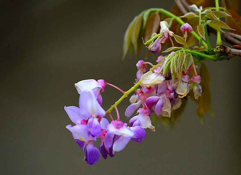 Z-03【不老松：纪实摄影】(02)紫滕！