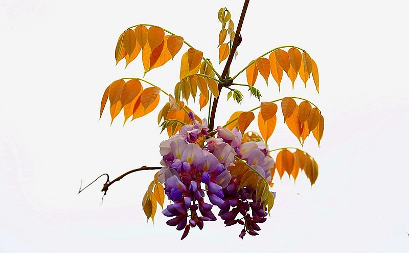 Z-03【不老松：纪实摄影】(02)紫滕！