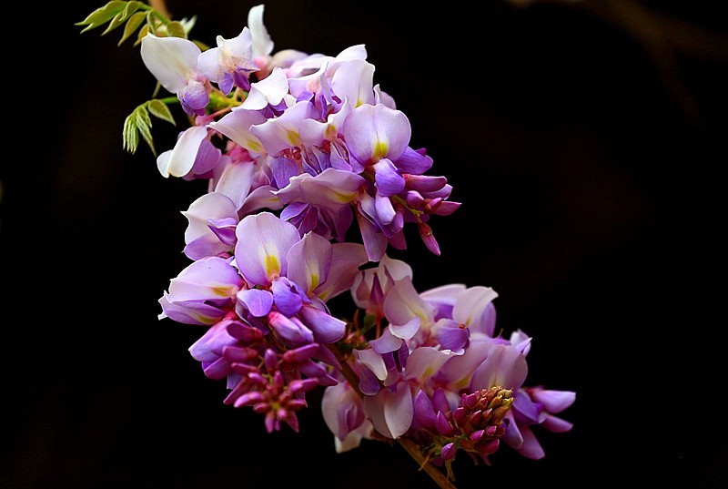 Z-03【不老松：纪实摄影】(02)紫滕！