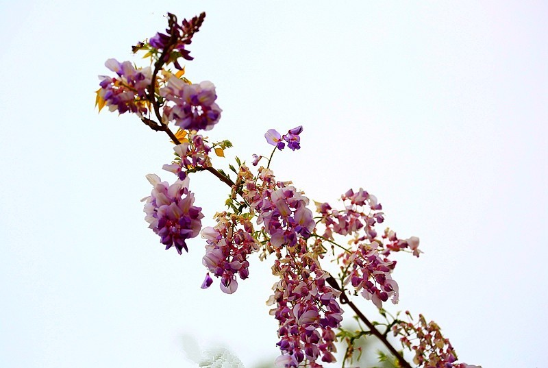 Z-03【不老松：纪实摄影】(02)紫滕！