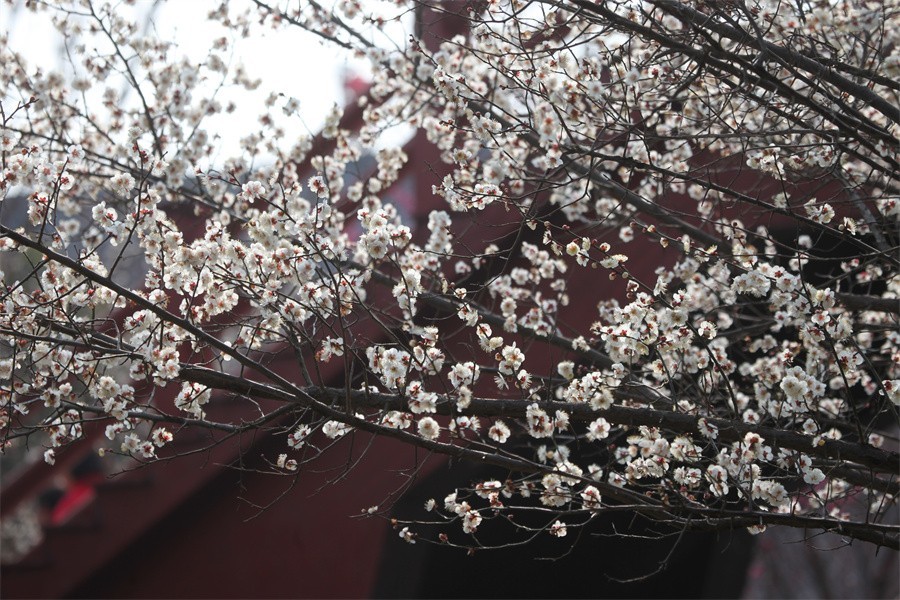 春暖花开洛阳城梅花欢喜游客来