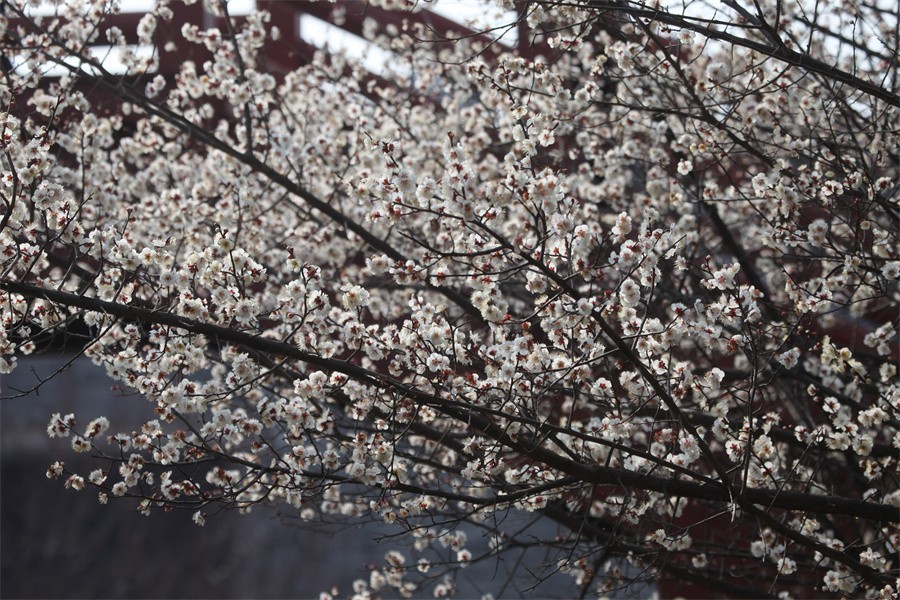 春暖花开洛阳城梅花欢喜游客来