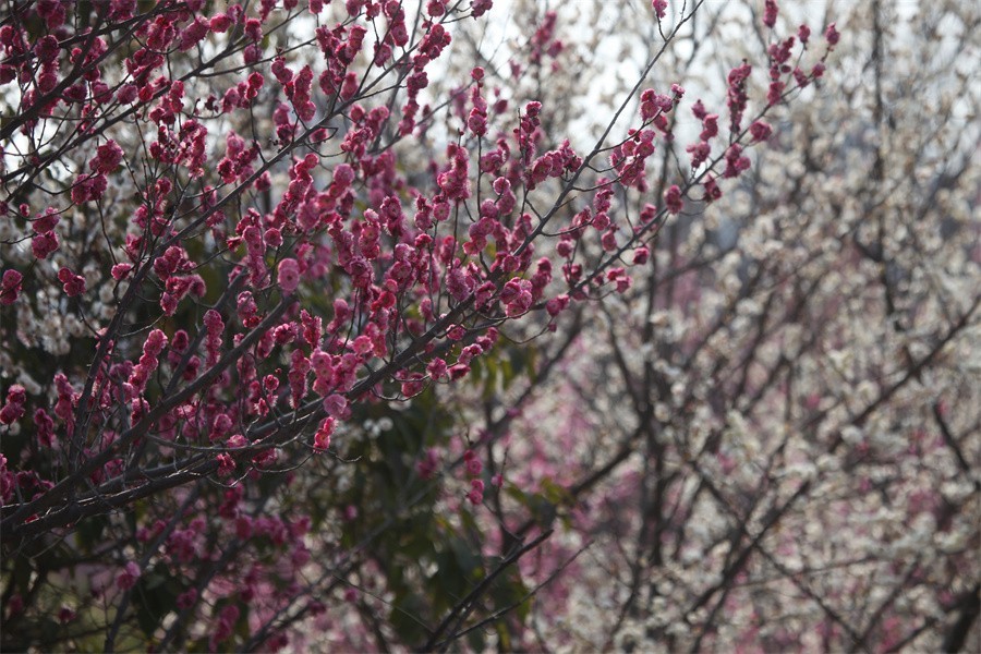春暖花开洛阳城梅花欢喜游客来