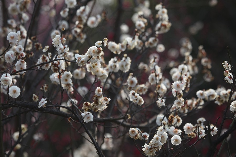 春暖花开洛阳城梅花欢喜游客来