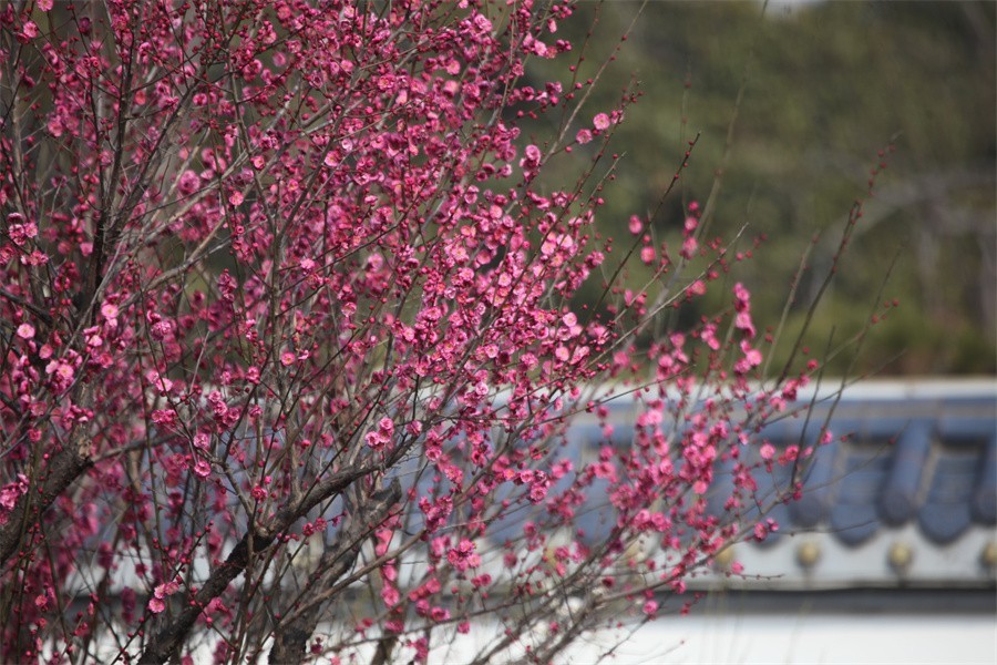 春暖花开洛阳城梅花欢喜游客来