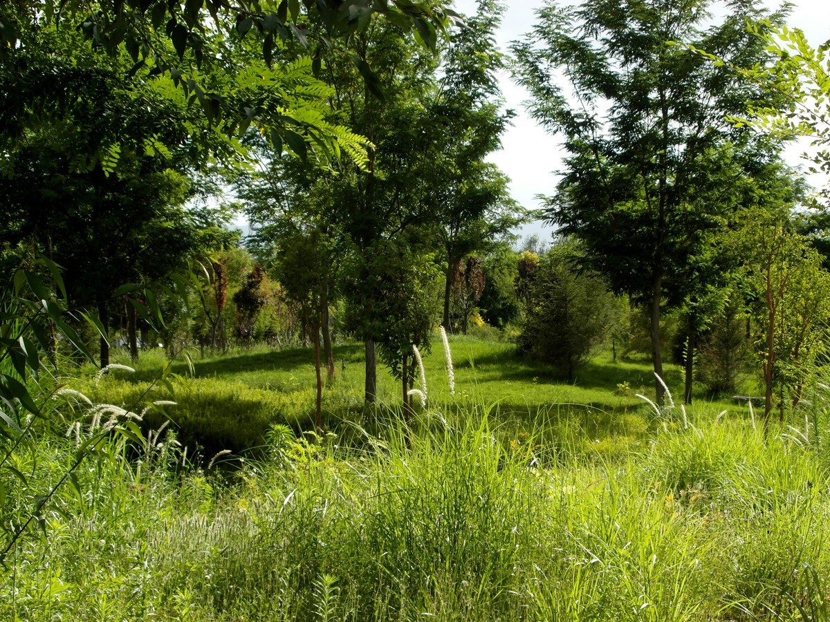 城市里的绿色心情